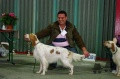 Setter Anglais CLEMENTINE DE L'ARTZ Setter Anglais CLEMENTINE DE L'ARTZ